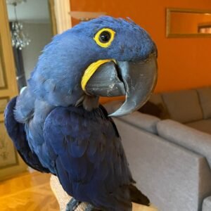 Macaw Birds For Sale