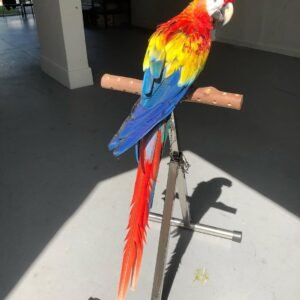 Green Wing Macaw Parrots for sale Near Me