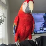 Female Macaw Parrots For Sale