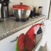 Blue Throated Macaw Parrots For Sale