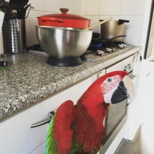 Blue Throated Macaw Parrots For Sale