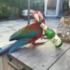 Blue Throated Macaw Parrots For Sale