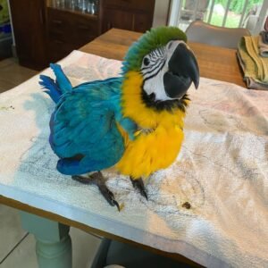 Scarlet Macaw Parrots For Sale Near Me