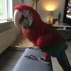 Blue Throated Macaw Parrots For Sale