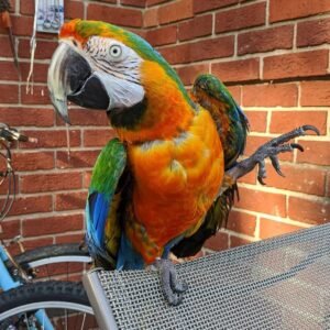 Baby Macaw Parrots For Sale