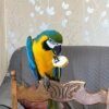 Macaw for sale