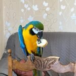  Macaw  for sale