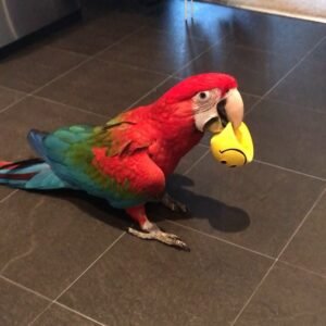Macaw for sale Near Me