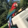 Blue Throated Macaw Parrots For Sale
