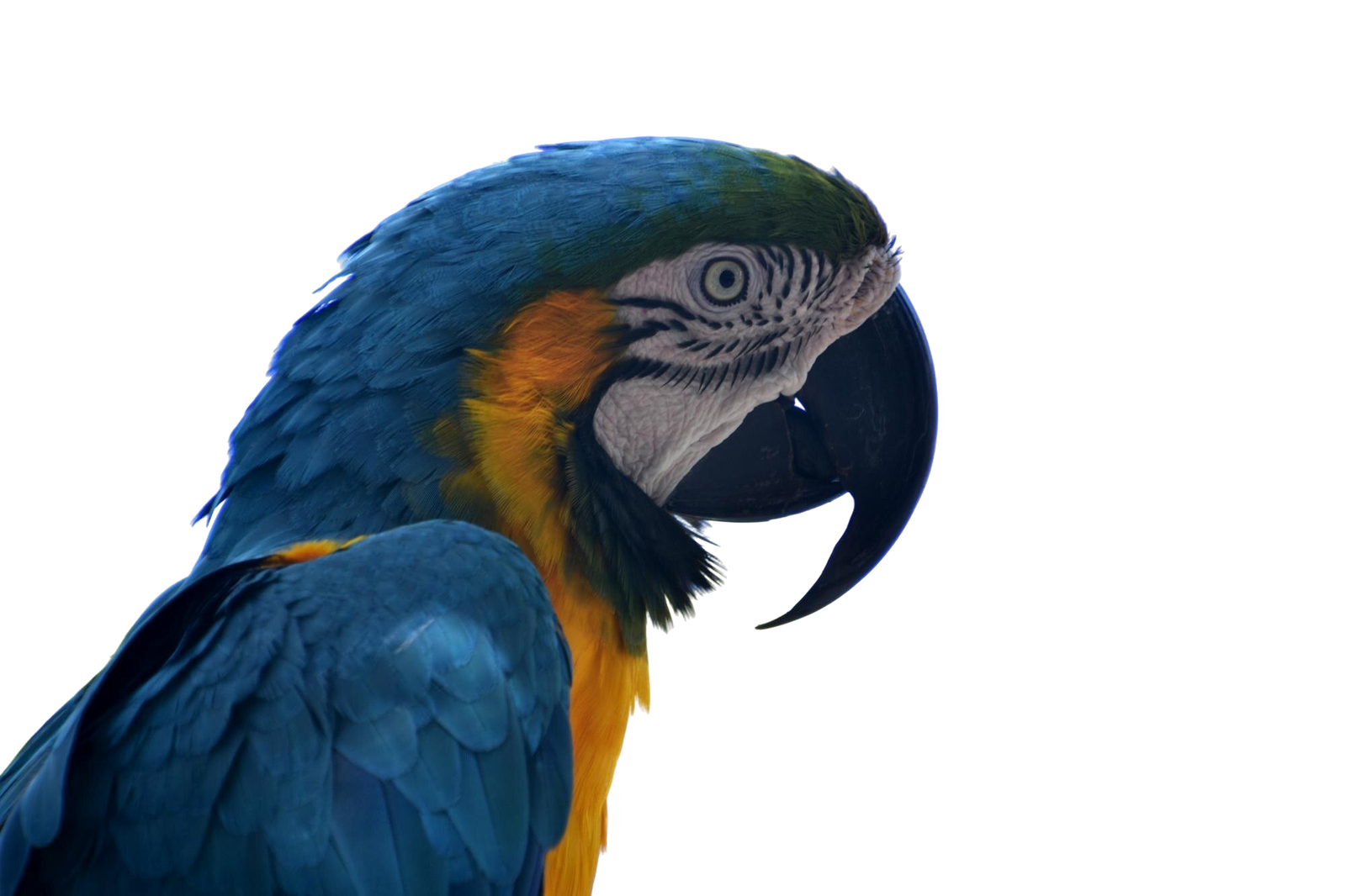 MACAW PARROT