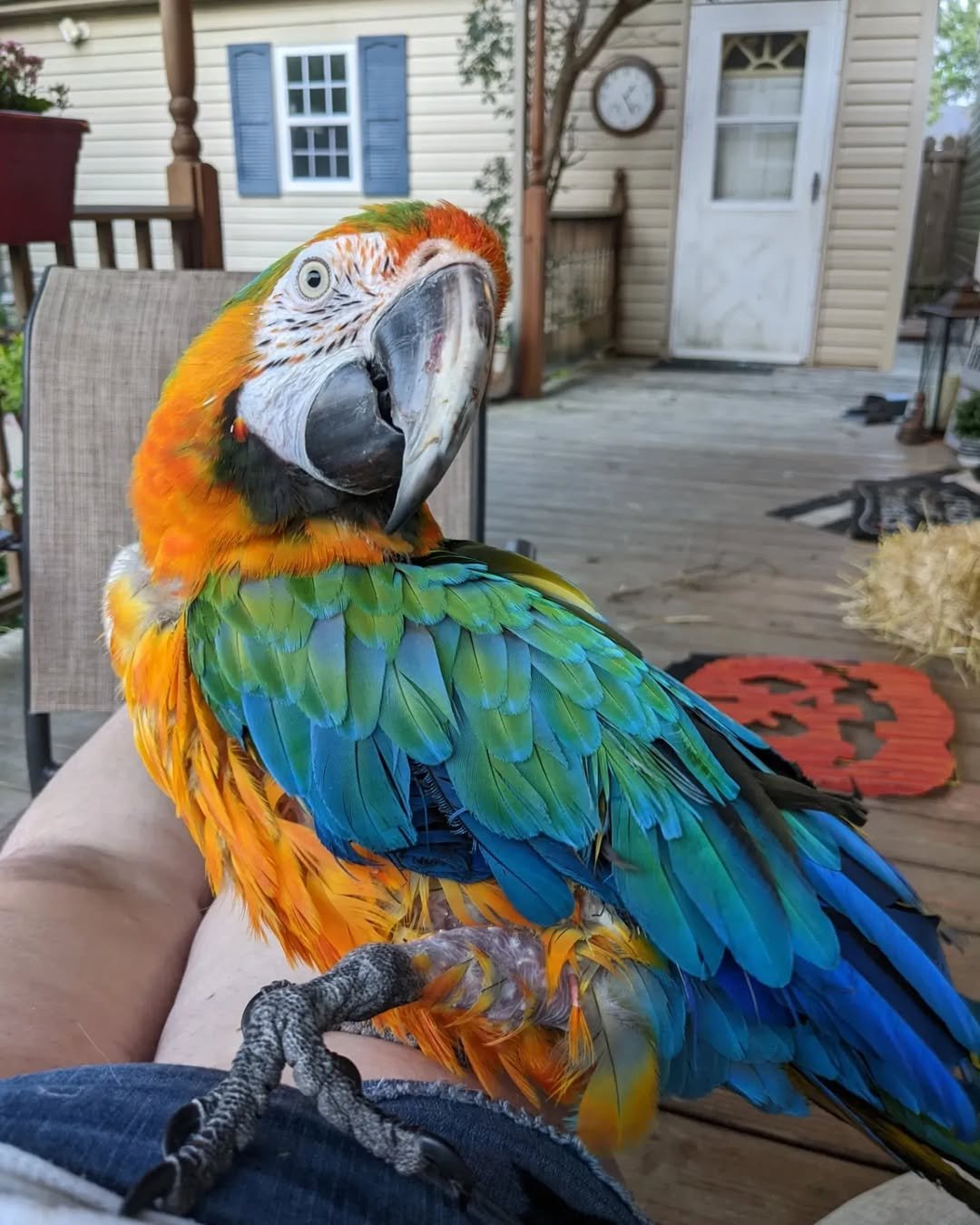 Baby Macaw Parrots For Sale