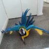 Macaw Birds For Sale Near Me