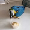 Macaw Birds For Sale Near Me