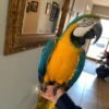 Cuban Red Macaw Parrots for sale