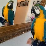 Hyacinth Macaw Parrots For Sale Near Me