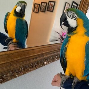 Hyacinth Macaw Parrots For Sale Near Me