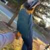 Cuban Red Macaw Parrots for sale