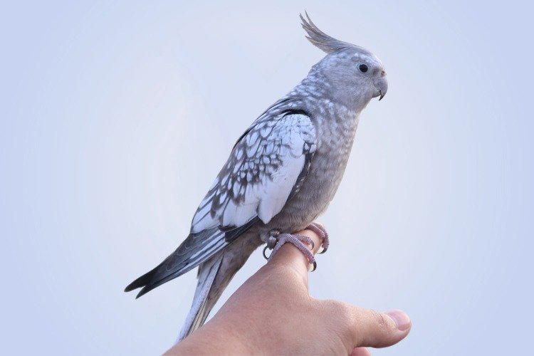 Can cockatiels live with other birds