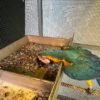 Harlequin Macaw Parrots for sale