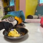 Macaw Parrots For Sale Near Me