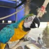 Harlequin Macaw Parrots for sale