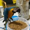 Severe Macaw Parrots for sale