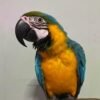 Severe Macaw Parrots for sale