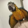 Male Macaw Parrots For Sale