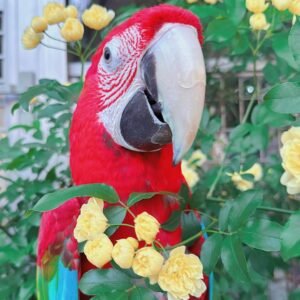 Green Wing Macaw Parrots for sale