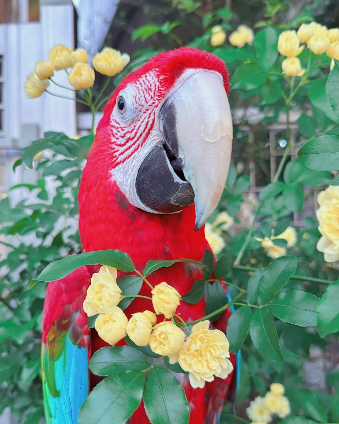 Green Wing Macaw Parrots for sale
