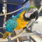 Macaw Parrots For Sale
