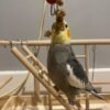 female Cockatiels for Sale