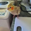 baby cockatiel for sale near me