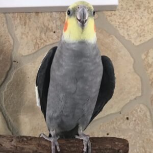 lutino cockatiels for sale
