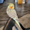 baby cockatiel for sale near me