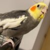 female Cockatiels for Sale