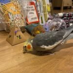 female Cockatiels for Sale
