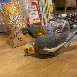 female Cockatiels for Sale
