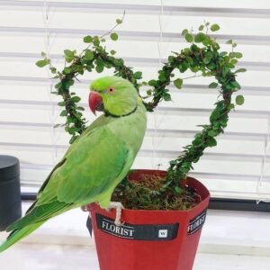 Female parakeets for sale