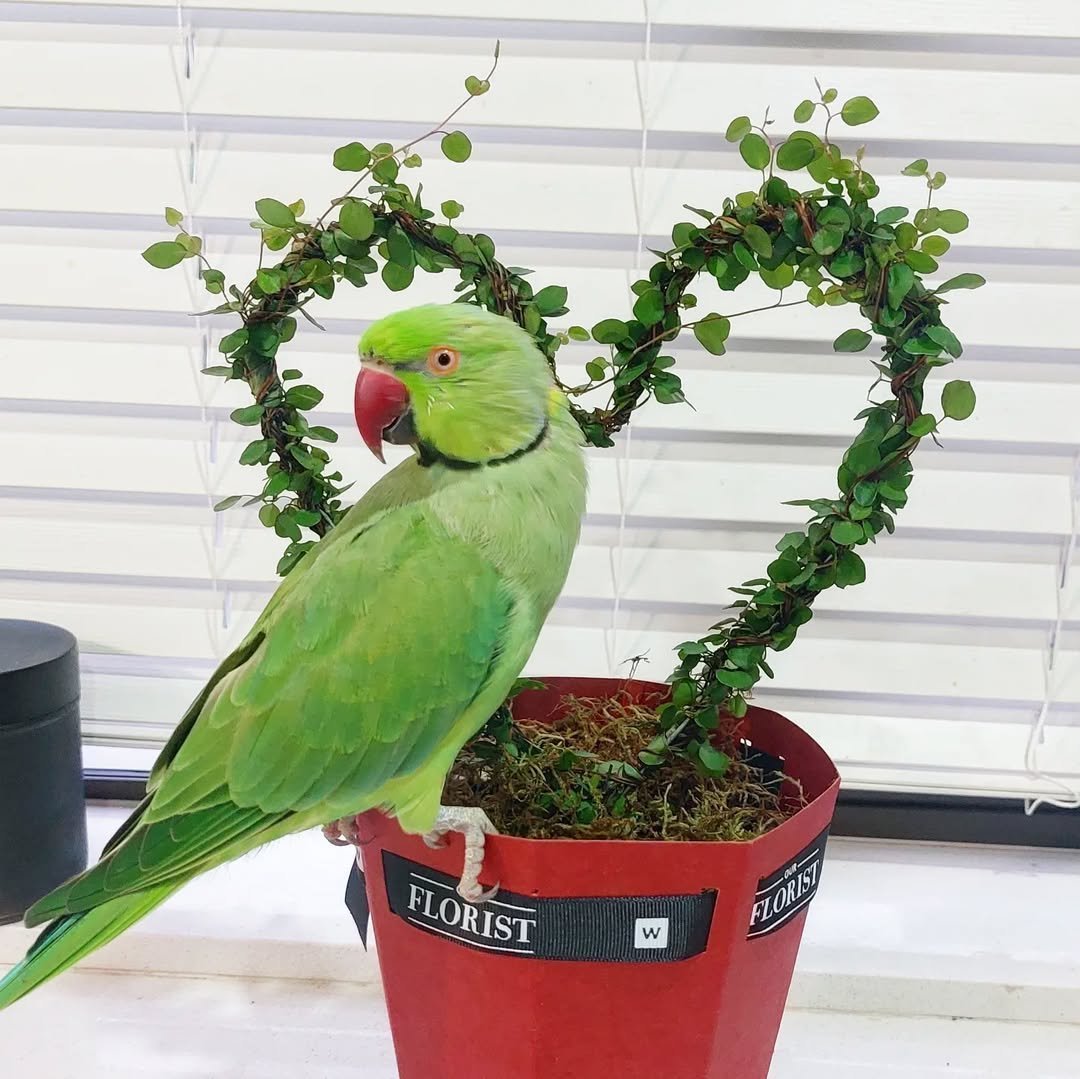 Female parakeets for sale
