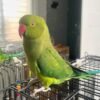 Cheap parakeets for sale