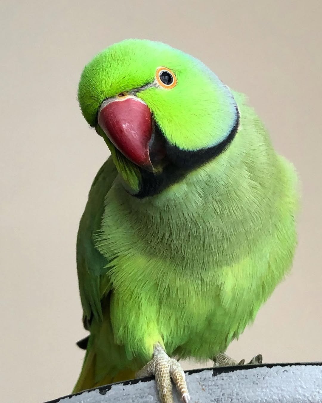 Cheap parakeets for sale near me