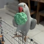 Parakeets for sale near me