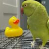 Cheap parakeets for sale