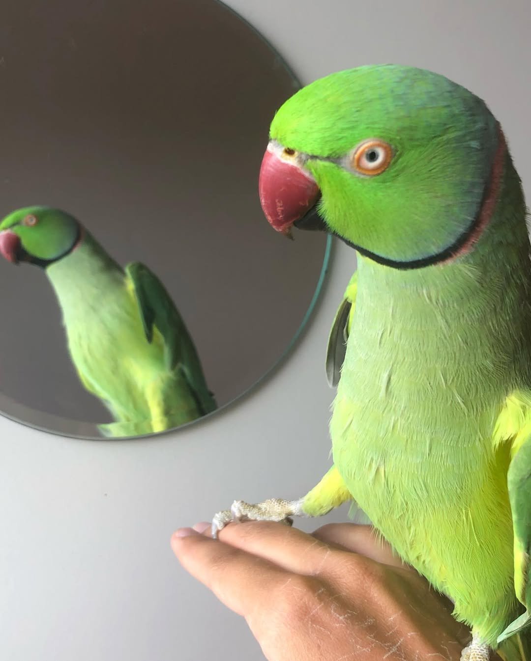 Cheap parakeets for sale near me