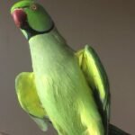 Cheap parakeets for sale near me