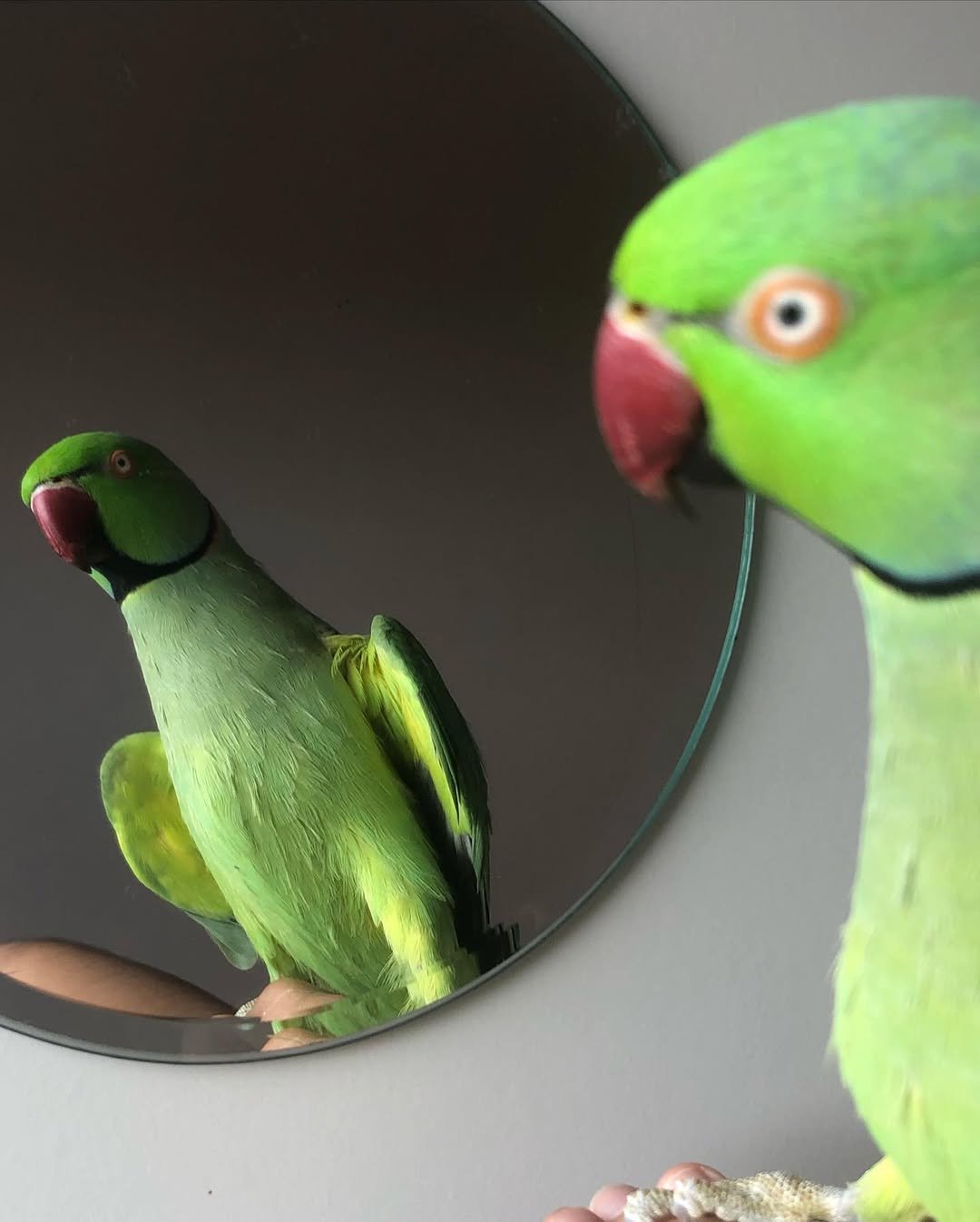 Cheap parakeets for sale near me