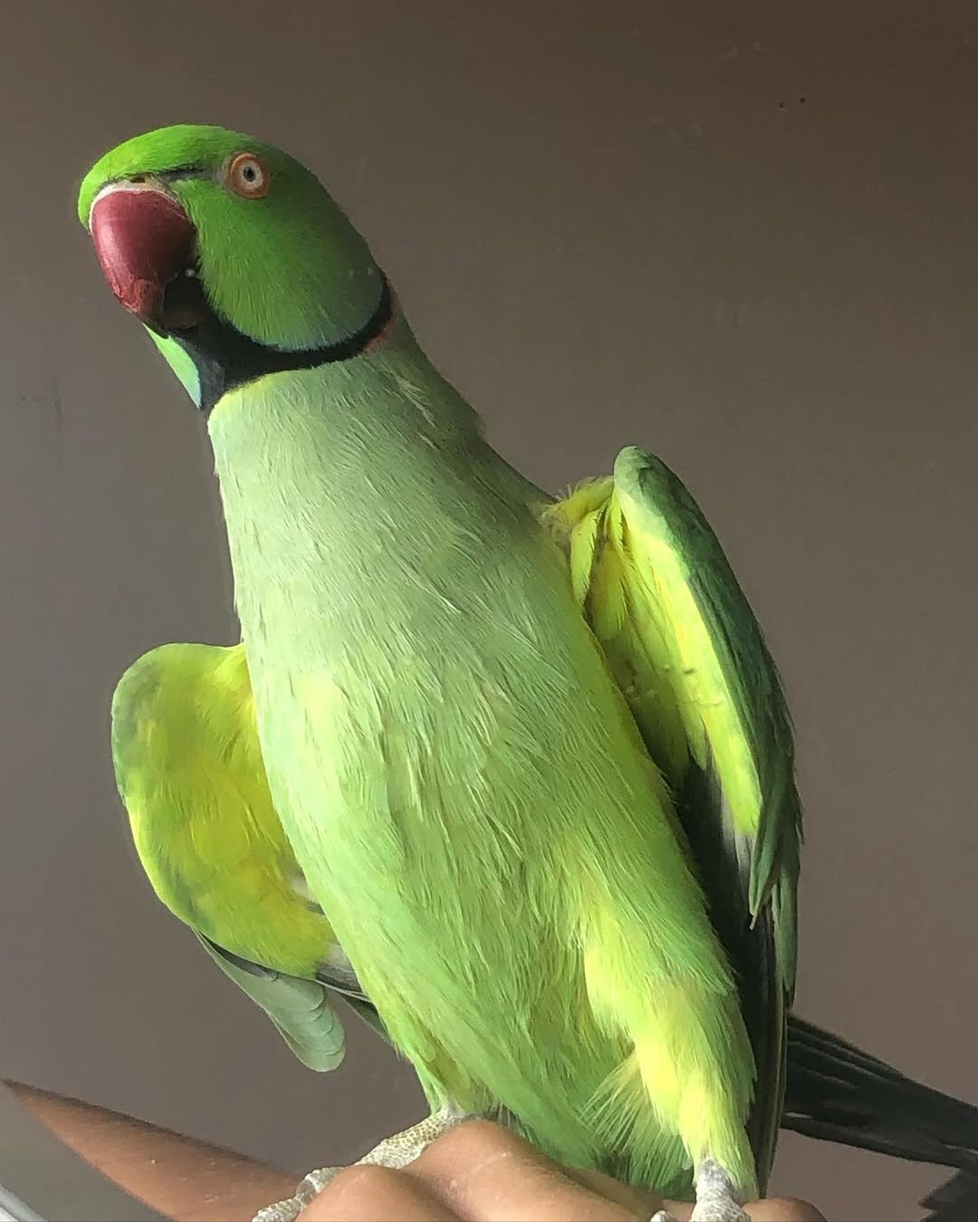 Cheap parakeets for sale near me