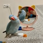 indian ringneck parakeet for sale