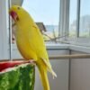 parakeets for sale